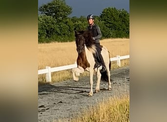 Caballos islandeses, Caballo castrado, 7 años, 149 cm, Pío