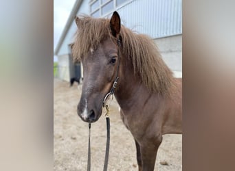 Caballos islandeses, Caballo castrado, 7 años, Alazán-tostado
