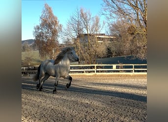 Caballos islandeses, Caballo castrado, 7 años, Tordo