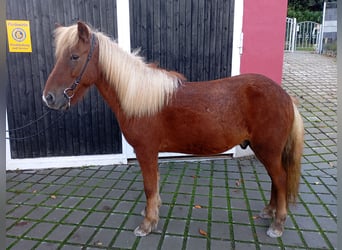 Caballos islandeses Mestizo, Caballo castrado, 8 años, 125 cm, Alazán