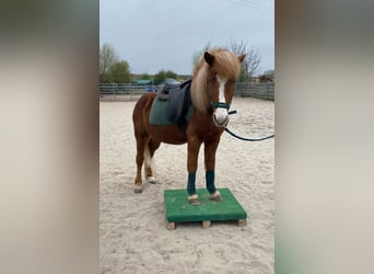 Caballos islandeses, Caballo castrado, 8 años, 132 cm, Alazán