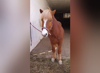 Caballos islandeses, Caballo castrado, 8 años, 132 cm, Alazán