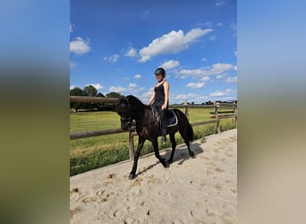 Caballos islandeses, Caballo castrado, 8 años, 134 cm, Negro