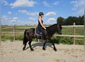 Caballos islandeses, Caballo castrado, 8 años, 134 cm, Negro