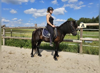 Caballos islandeses, Caballo castrado, 8 años, 134 cm, Negro