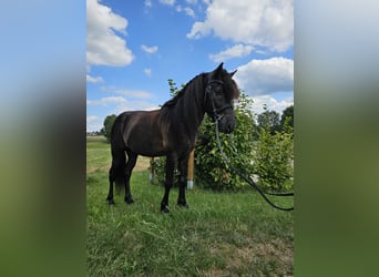 Caballos islandeses, Caballo castrado, 8 años, 134 cm, Negro