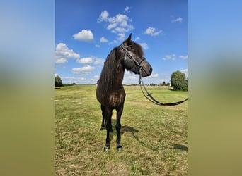 Caballos islandeses, Caballo castrado, 8 años, 134 cm, Negro