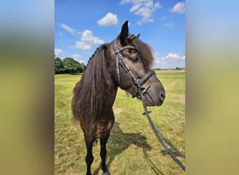 Caballos islandeses, Caballo castrado, 8 años, 134 cm, Negro