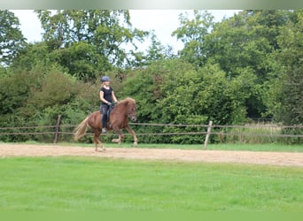 Caballos islandeses, Caballo castrado, 8 años, 135 cm, Alazán