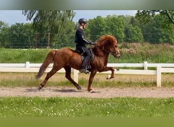 Caballos islandeses, Caballo castrado, 8 años, 136 cm, Alazán