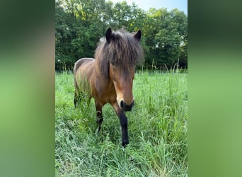 Caballos islandeses, Caballo castrado, 8 años, 136 cm, Castaño