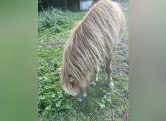 Caballos islandeses, Caballo castrado, 8 años, 138 cm, Bayo