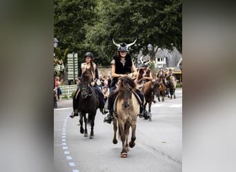Caballos islandeses, Caballo castrado, 8 años, 138 cm, Grullo