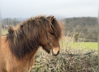Caballos islandeses, Caballo castrado, 8 años, 139 cm, Bayo