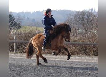 Caballos islandeses, Caballo castrado, 8 años, 139 cm, Bayo