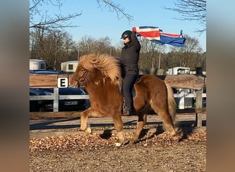 Caballos islandeses, Caballo castrado, 8 años, 139 cm, Castaño