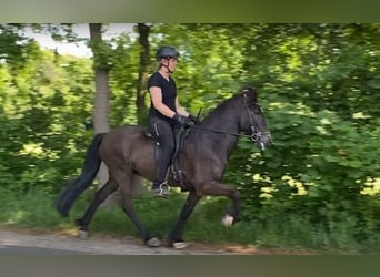 Caballos islandeses, Caballo castrado, 8 años, 139 cm, Negro