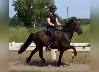 Caballos islandeses, Caballo castrado, 8 años, 139 cm, Negro