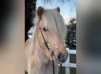 Caballos islandeses, Caballo castrado, 8 años, 139 cm, Palomino