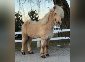 Caballos islandeses, Caballo castrado, 8 años, 139 cm, Palomino