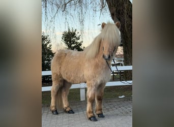 Caballos islandeses, Caballo castrado, 8 años, 139 cm, Palomino