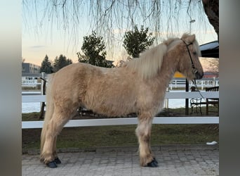 Caballos islandeses, Caballo castrado, 8 años, 139 cm, Palomino