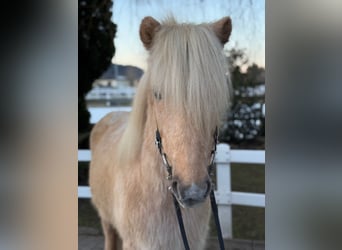 Caballos islandeses, Caballo castrado, 8 años, 139 cm, Palomino