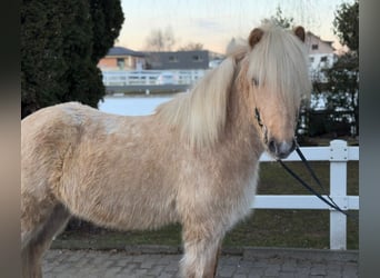 Caballos islandeses, Caballo castrado, 8 años, 139 cm, Palomino