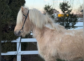 Caballos islandeses, Caballo castrado, 8 años, 139 cm, Palomino