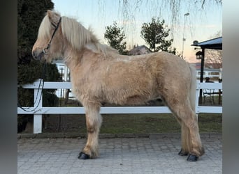 Caballos islandeses, Caballo castrado, 8 años, 139 cm, Palomino