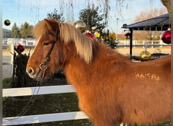 Caballos islandeses, Caballo castrado, 8 años, 140 cm, Alazán