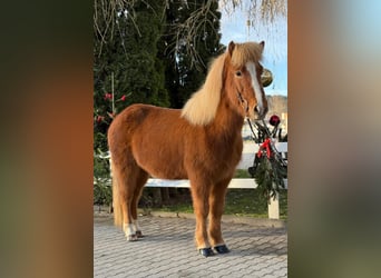 Caballos islandeses, Caballo castrado, 8 años, 140 cm, Alazán