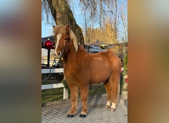 Caballos islandeses, Caballo castrado, 8 años, 140 cm, Alazán