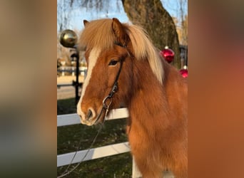 Caballos islandeses, Caballo castrado, 8 años, 140 cm, Alazán