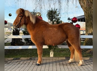 Caballos islandeses, Caballo castrado, 8 años, 140 cm, Alazán