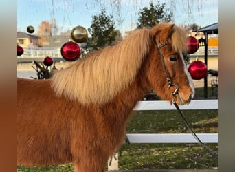 Caballos islandeses, Caballo castrado, 8 años, 140 cm, Alazán