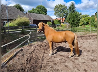 Caballos islandeses, Caballo castrado, 8 años, 140 cm, Alazán