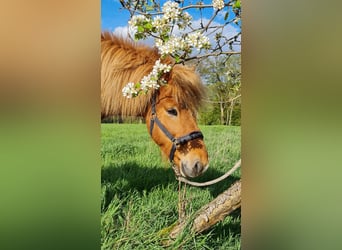 Caballos islandeses, Caballo castrado, 8 años, 140 cm, Alazán