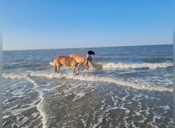 Caballos islandeses, Caballo castrado, 8 años, 140 cm, Alazán