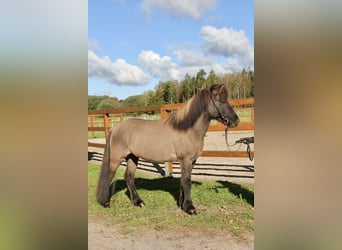 Caballos islandeses, Caballo castrado, 8 años, 140 cm, Bayo