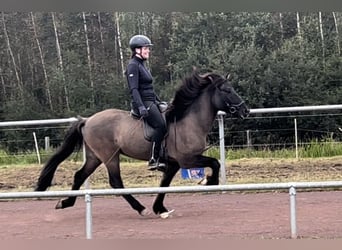 Caballos islandeses, Caballo castrado, 8 años, 140 cm, Bayo