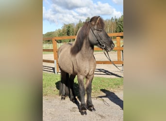 Caballos islandeses, Caballo castrado, 8 años, 140 cm, Bayo