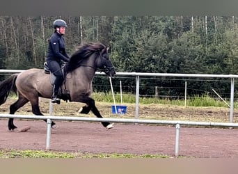 Caballos islandeses, Caballo castrado, 8 años, 140 cm, Bayo