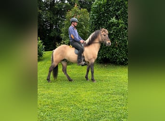 Caballos islandeses, Caballo castrado, 8 años, 140 cm, Bayo