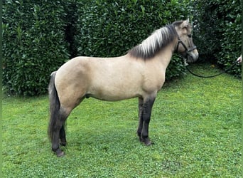 Caballos islandeses, Caballo castrado, 8 años, 140 cm, Bayo