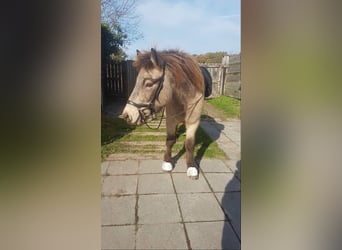 Caballos islandeses, Caballo castrado, 8 años, 140 cm, Buckskin/Bayo