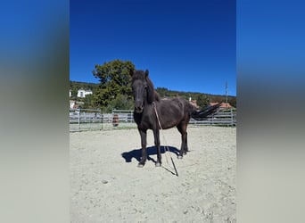Caballos islandeses, Caballo castrado, 8 años, 140 cm