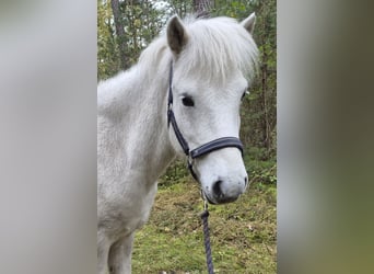 Caballos islandeses, Caballo castrado, 8 años, 140 cm, Tordo