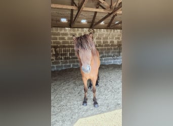 Caballos islandeses, Caballo castrado, 8 años, 142 cm, Castaño oscuro