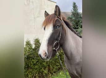 Caballos islandeses, Caballo castrado, 8 años, 142 cm, Negro